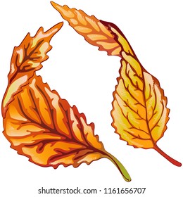 Vector autumn yellow and red leaves. Leaf plant botanical garden floral foliage. Isolated illustration element. Vector leaf for background, texture, wrapper pattern, frame or border.