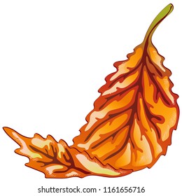 Vector autumn yellow and red leaves. Leaf plant botanical garden floral foliage. Isolated illustration element. Vector leaf for background, texture, wrapper pattern, frame or border.