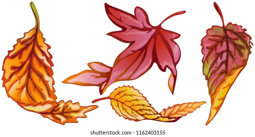 Vector autumn yellow and red leaves. Leaf plant botanical garden floral foliage. Isolated illustration element. Vector leaf for background, texture, wrapper pattern, frame or border.