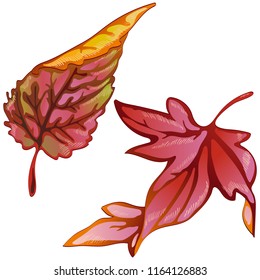 Vector autumn yellow and red leaves. Leaf plant botanical garden floral foliage. Isolated illustration element. Vector leaf for background, texture, wrapper pattern, frame or border.