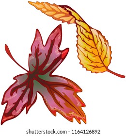 Vector autumn yellow and red leaves. Leaf plant botanical garden floral foliage. Isolated illustration element. Vector leaf for background, texture, wrapper pattern, frame or border.