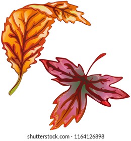 Vector autumn yellow and red leaves. Leaf plant botanical garden floral foliage. Isolated illustration element. Vector leaf for background, texture, wrapper pattern, frame or border.