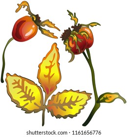 Vector autumn yellow rose hip leaves and plant. Leaf plant botanical garden floral foliage. Isolated illustration element. Vector leaf for background, texture, wrapper pattern, frame or border.
