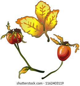 Vector de hojas y planta de cadera rosa amarillo de otoño. Planta de hojas de vegetación botánica follaje floral. Elemento de ilustración aislado. Hoja vectorial para fondo, textura, patrón envolvente, marco o borde.
