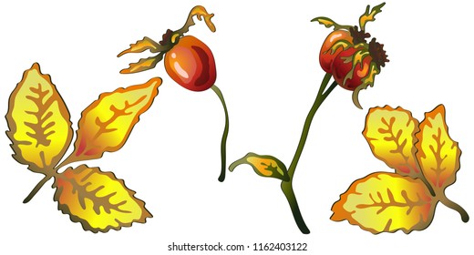 Vector autumn yellow rose hip leaves and plant. Leaf plant botanical garden floral foliage. Isolated illustration element. Vector leaf for background, texture, wrapper pattern, frame or border.