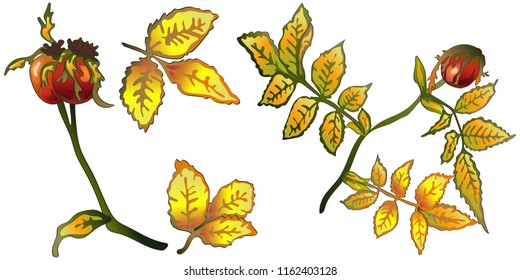 Vector autumn yellow rose hip leaves and plant. Leaf plant botanical garden floral foliage. Isolated illustration element. Vector leaf for background, texture, wrapper pattern, frame or border.