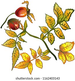 Vector autumn yellow rose hip leaves and plant. Leaf plant botanical garden floral foliage. Isolated illustration element. Vector leaf for background, texture, wrapper pattern, frame or border.