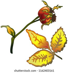 Vector autumn yellow rose hip leaves. Leaf plant botanical garden floral foliage. Isolated illustration element. Vector leaf for background, texture, wrapper pattern, frame or border.
