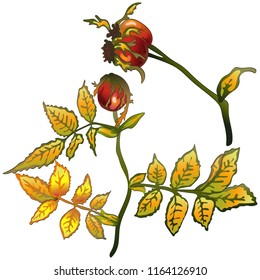 Vector autumn yellow rose hip leaves and plant. Leaf plant botanical garden floral foliage. Isolated illustration element. Vector leaf for background, texture, wrapper pattern, frame or border.