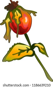 Vector autumn yellow rose hip plant. Plant botanical garden floral foliage. Isolated illustration element. Vector leaf for background, texture, wrapper pattern, frame or border.