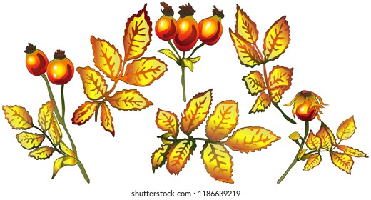 Vector autumn yellow rose hip leaves. Leaf plant botanical garden floral foliage. Isolated illustration element. Vector leaf for background, texture, wrapper pattern, frame or border.