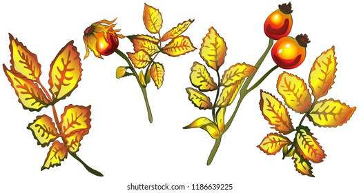 Vector autumn yellow rose hip leaves. Leaf plant botanical garden floral foliage. Isolated illustration element. Vector leaf for background, texture, wrapper pattern, frame or border.