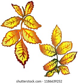 Vector autumn yellow rose hip leaves. Leaf plant botanical garden floral foliage. Isolated illustration element. Vector leaf for background, texture, wrapper pattern, frame or border.