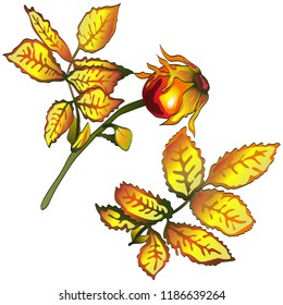 Vector autumn yellow rose hip leaves. Leaf plant botanical garden floral foliage. Isolated illustration element. Vector leaf for background, texture, wrapper pattern, frame or border.
