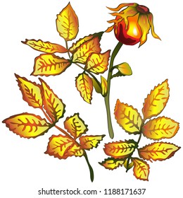 Vector autumn yellow rose hip leaves. Leaf plant botanical garden floral foliage. Isolated illustration element. Vector leaf for background, texture, wrapper pattern, frame or border.