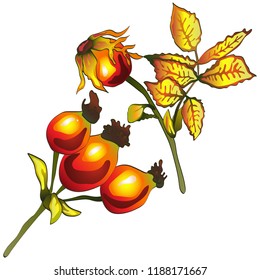 Vector autumn yellow rose hip leaves. Leaf plant botanical garden floral foliage. Isolated illustration element. Vector leaf for background, texture, wrapper pattern, frame or border.