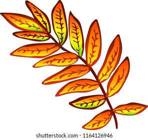 Vector autumn yellow sorbus leaves. Leaf plant botanical garden floral foliage. Isolated illustration element. Vector leaf for background, texture, wrapper pattern, frame or border.