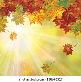 Vector of autumnal leaves on sunny  background.