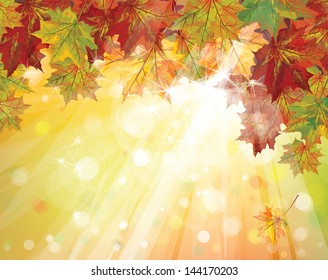 Vector of autumnal leaves on sunny background.