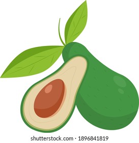 Vector avocado. Fruit illustration for farm market menu. Healthy food design