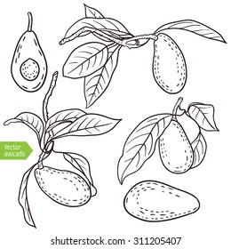 Vector avocado fruit illustration. Isolated ripe tropical fruit with leaves.