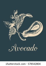 Vector avocado fruit, seed and branch illustration. Hand drawn botanical sketch of green tropical plant in engraving style. Alligator pear background.