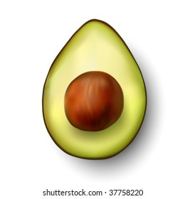 vector avocado illustration