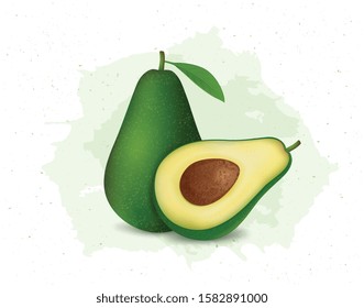 vector avocado illustration on white background