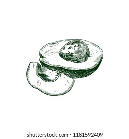 Vector Avocado Sketch, Exotic Fruit Drawing Isolated on White Background.