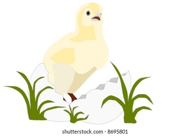 vector  - A baby chick  out of egg at grass
