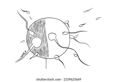 Die Vektorgrafik der Babyentwicklung 
-Während der Befruchtung vereinigen sich Sperma und Ei in einer der Falkenröhrchen zu einem Zygoten. Dann wandert der Zygot durch die Falkenröhre, wo er zu einer Morula wird.