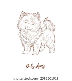 Vector baby shpitz line art illustration, graphic line engraving puppy shpitz. Fluffy cute dog. Great for any designs, textile, art, walls, package