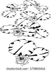 The vector background. Abstract floral illustration with the beautiful lotus flowers and leaves. Easy editable layered vector illustration. 