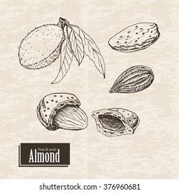 Vector background with almond. Vector  illustration for your design