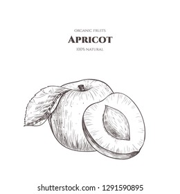 Vector background with apricots . Hand drawn. Vintage style