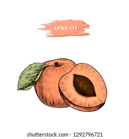 Vector background with apricots . Hand drawn. Vintage style
