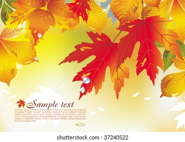 Vector background from autumn leaves