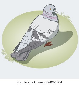 vector background with a bird . The symbol of peace . Postcard with Dove