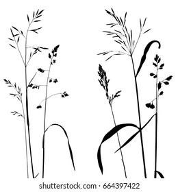 vector background with black wild cereal plants silhouettes at white background, herbal nature illustration, grass