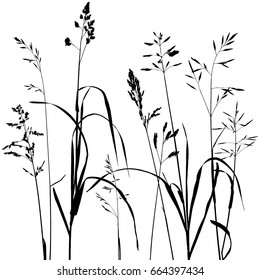vector background with black wild cereal plants silhouettes at white background, herbal nature illustration, grass