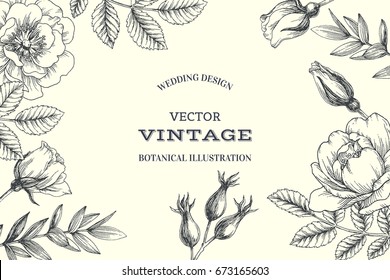 Vector background with briar. Vintage botanical hand drawn illustration of hip rose flowers, berry and foliage. Wedding design. Engraving style. Floral texture with eglantine