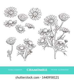 Vector background with chamomile. Hand drawn. Vintage style