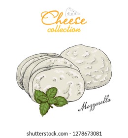 Vector background with cheese. Vector illustration for your design