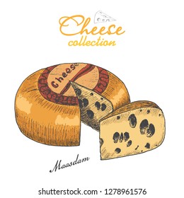 Vector background with cheese. Vector illustration for your design