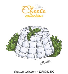 Vector background with cheese. Vector illustration for your design