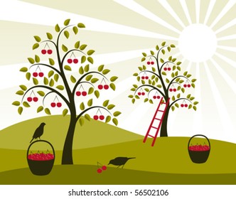 vector background with cherry trees and baskets of cherries