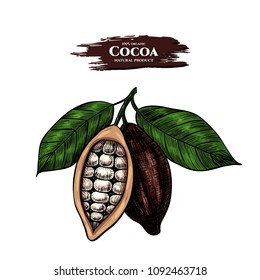 Vector background with cocoa . Hand drawn. Vintage style