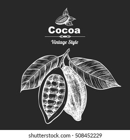 Vector background with cocoa . Hand drawn. Vintage style