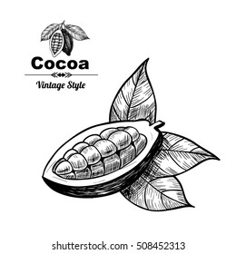 Vector background with cocoa . Hand drawn. Vintage style