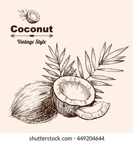 Vector background with  coconut . Hand drawn. Vintage style